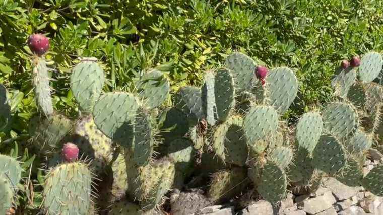 the opuntia or prickly pear, it stings but it’s good