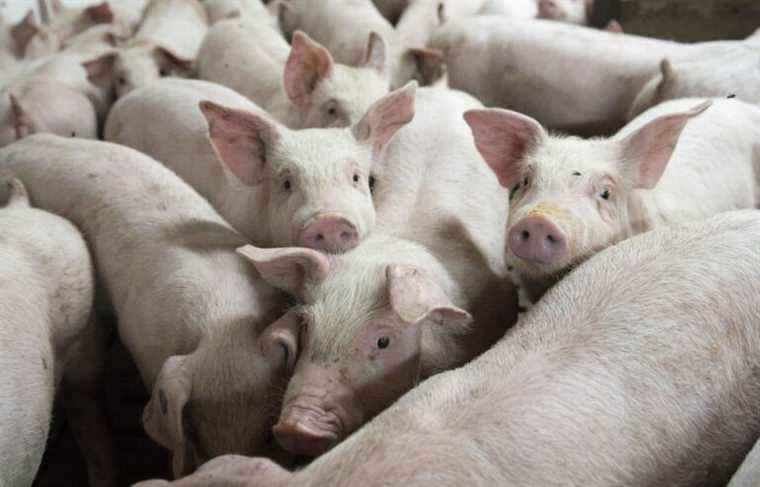 ​Environment: mega pig farms and ministerial responsibility |  The duty