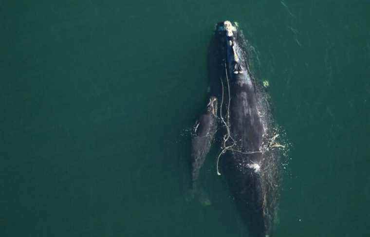 ​Fauna: a good birth year for right whales