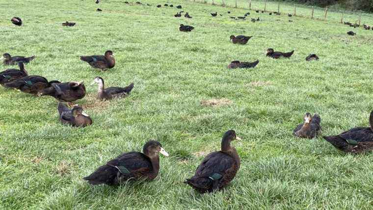 1,300 ducks slaughtered preventively in Deux-Sèvres