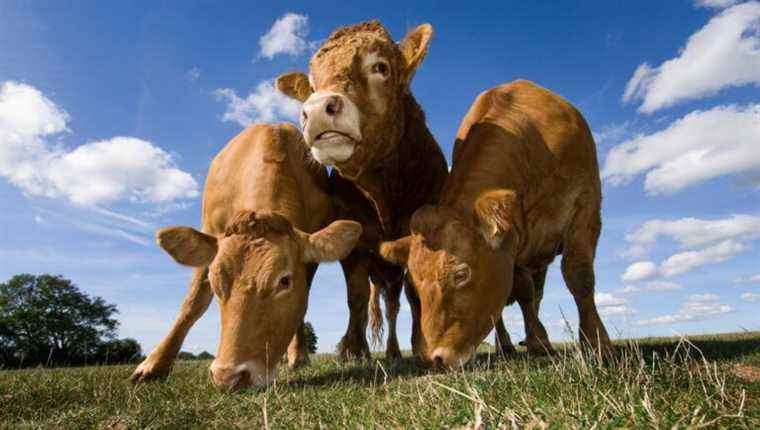 Cattle breeding at the Obrecht farm in Andolsheim