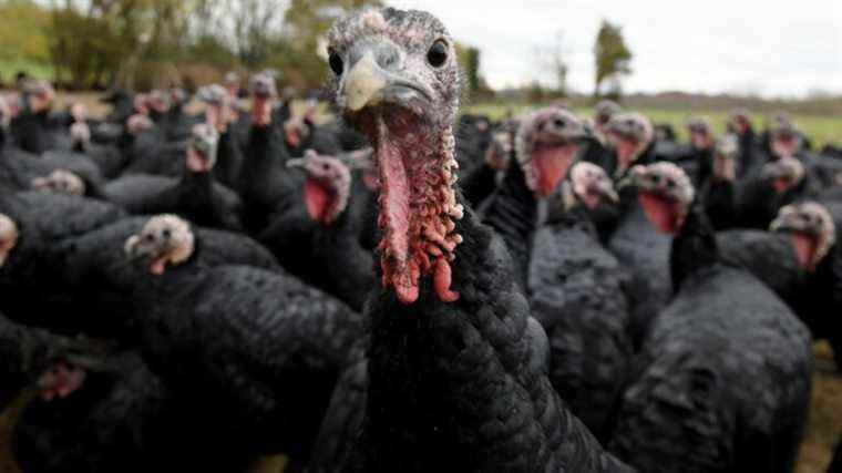 “25% of French poultry could be in difficulty”, warns the president of the Vendée chamber of agriculture