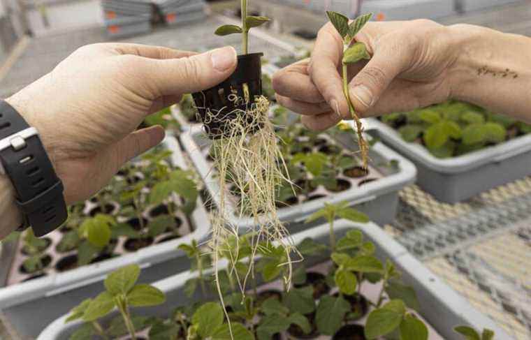 A “PCR” test to find the best soybean cultivar