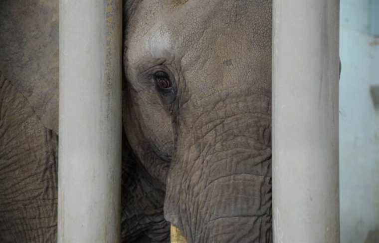 A bill to end the keeping of elephants in captivity in Canada