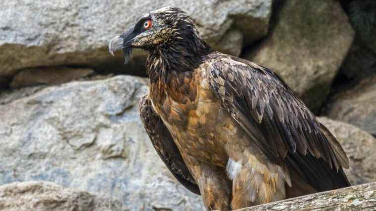 A couple of bearded vultures lay eggs in the Vercors, never seen in the wild for a century