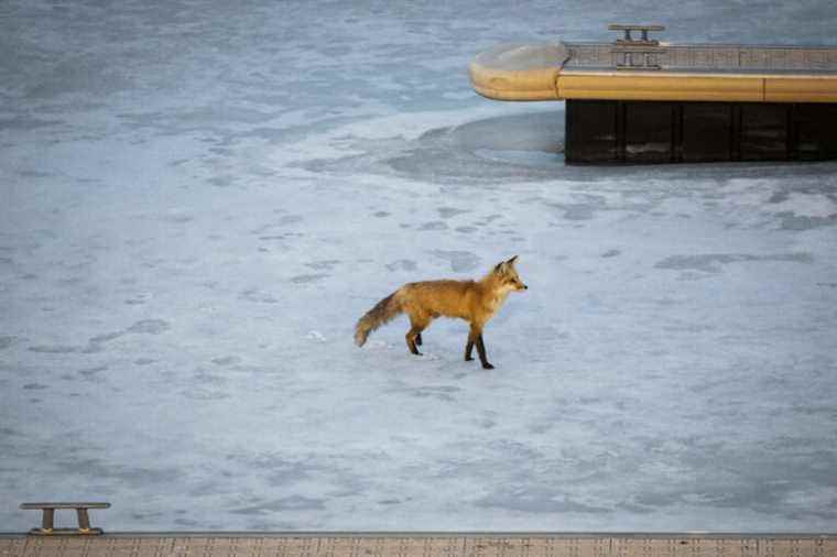 A fox caught on the ice in the Old Port of Montreal