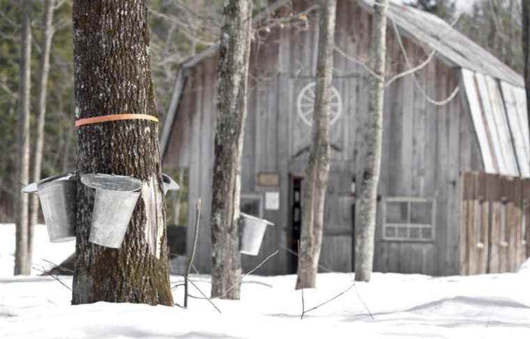 A hefty fine for a historic theft of maple syrup