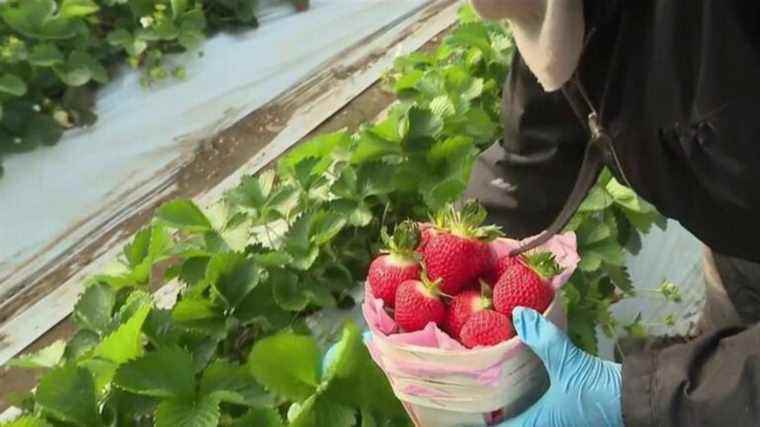 Agriculture: Strawberry harvest begins