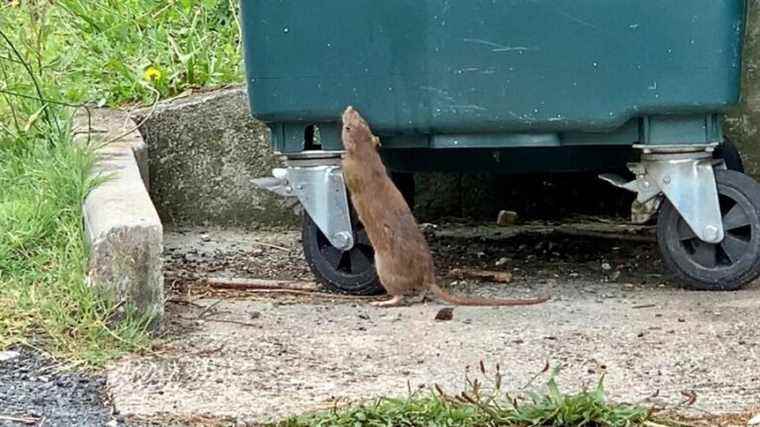 An elected representative from Dordogne signs a platform to defend rats and pigeons in cities