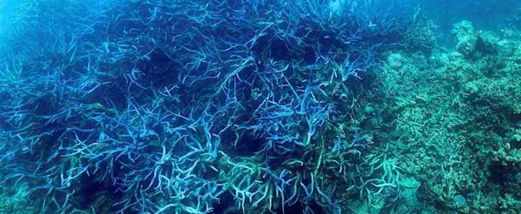 Australia: the Great Barrier Reef victim of a “vast bleaching”