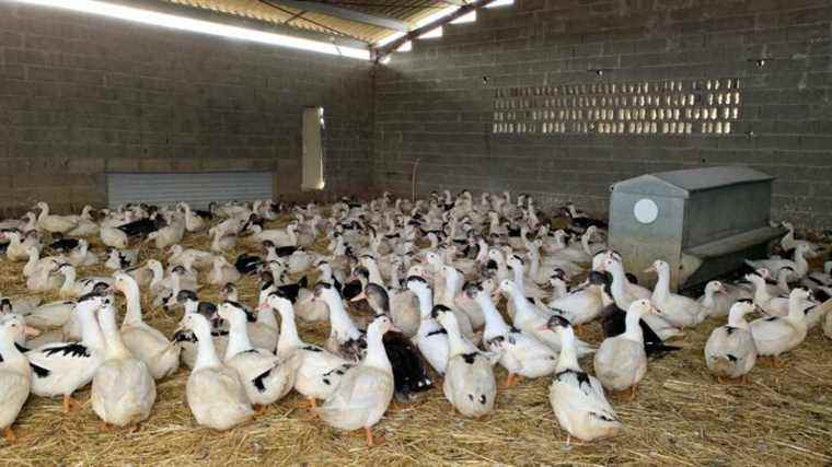 Avian flu, additional costs linked to the war in Ukraine… Why poultry farmers want to raise prices