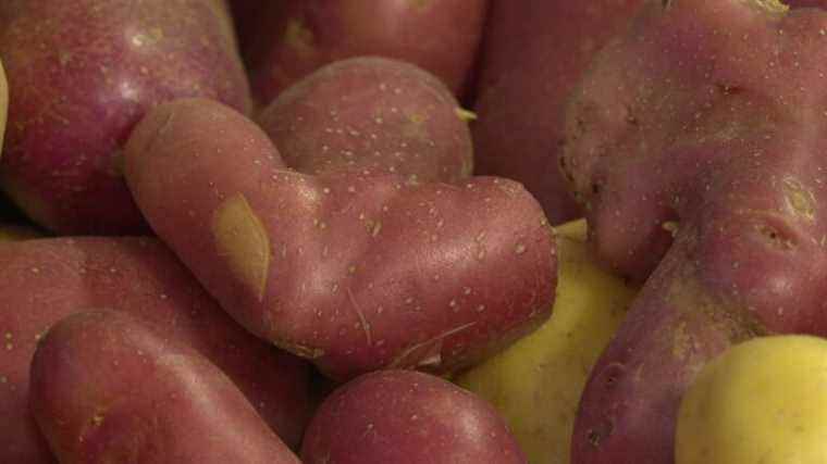 Baskets of ugly vegetables at low prices to fight against food waste