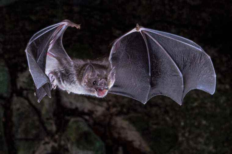 Blood only diet |  Vampire bats survive thanks to their genetics