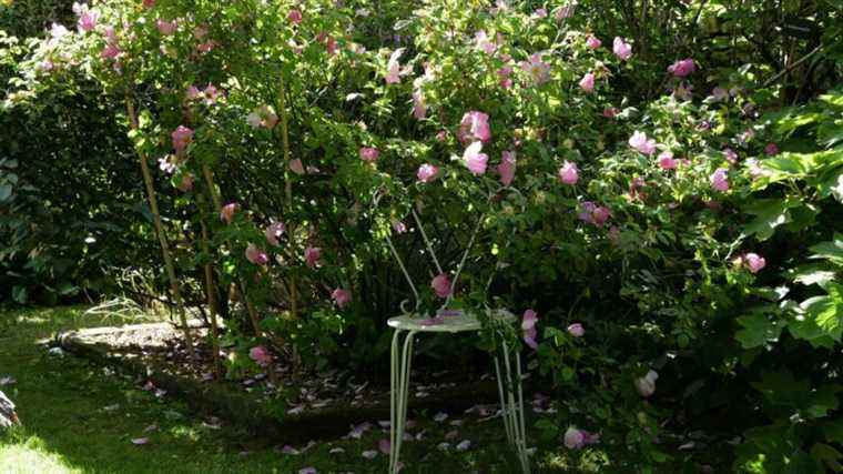 Botanical roses, safe bets for our gardens