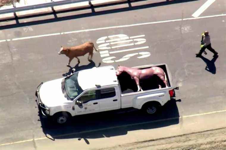 California |  A cow interrupts traffic on a highway