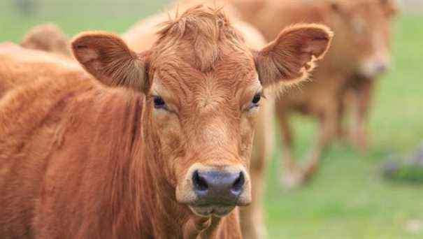 Cattle breeding at the Obrecht farm in Andolsheim