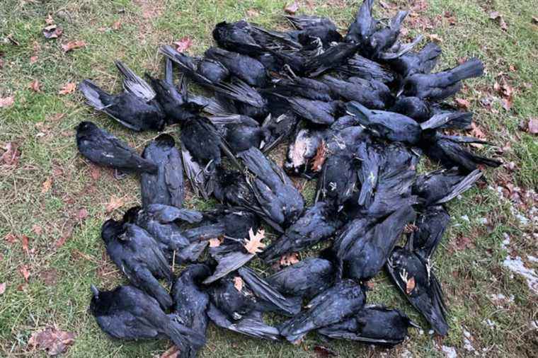 Charlottetown |  A virus would be responsible for the death of hundreds of crows