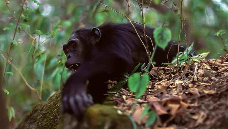 Chimpanzees, kings of self-medication, treat themselves with insects!