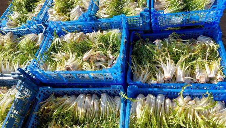 Dandelions from Vincent Stempfler, market gardener in Spechbach-le-bas