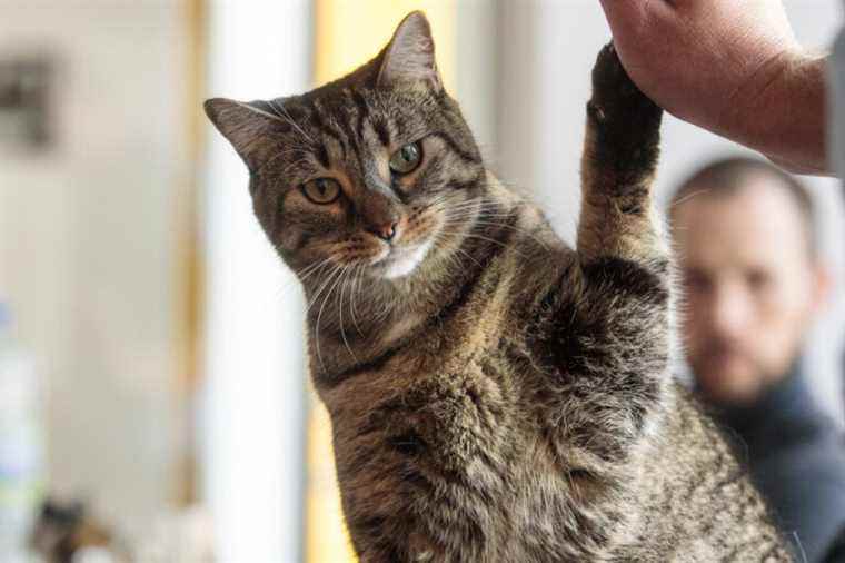 Declawing |  A draft ban regulation expected this summer