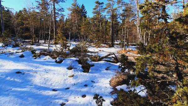 Discovering the Virennes peat bog in Haut Livradois