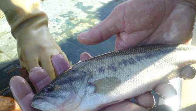 Disinfection of released fish