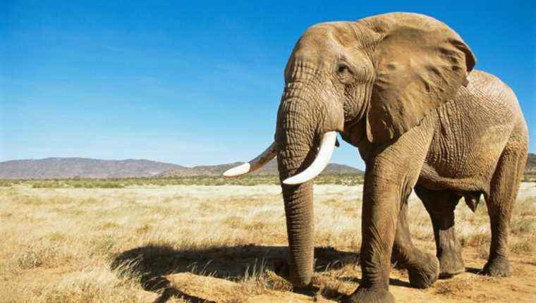 Do elephants really have a good memory?