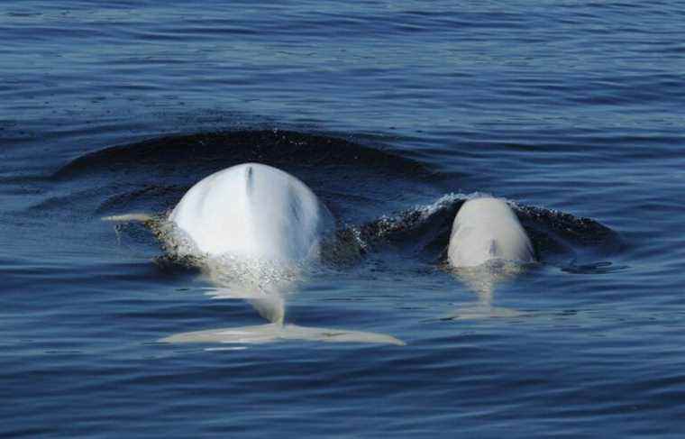 Dredging in critical beluga habitat