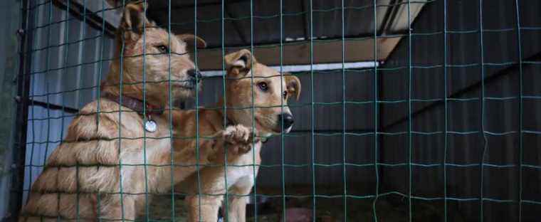 [EN IMAGES] Thousands of Pets Abandoned by Owners Fleeing Ukraine