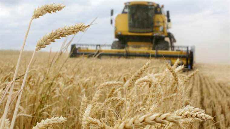 Egypt, Algeria and Nigeria, the main wheat importers on the African continent, are concerned about soaring prices