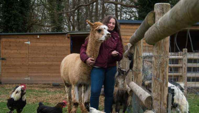 Elisa the alpaca clipper