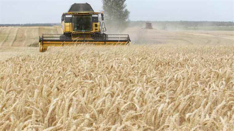 Far from Ukraine, Egypt and Côte d’Ivoire in the face of soaring wheat prices