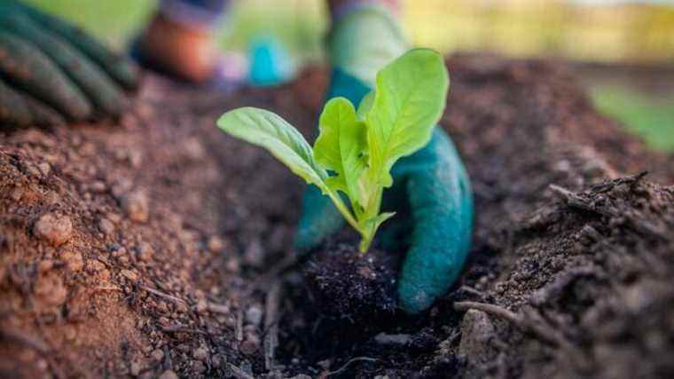 ? France Bleu Besançon Competition for Vegetable Gardens 2022 ?