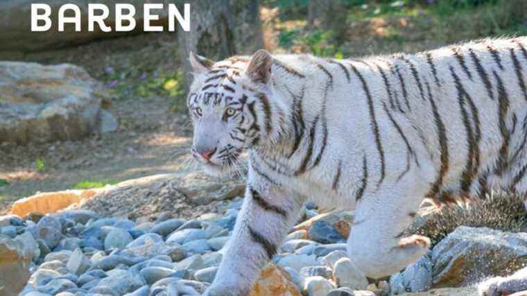 France Bleu Provence live from the Barben Animal Park