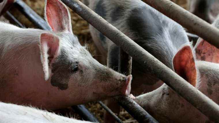 French pig farmers on the brink of asphyxiation due to record grain price hike