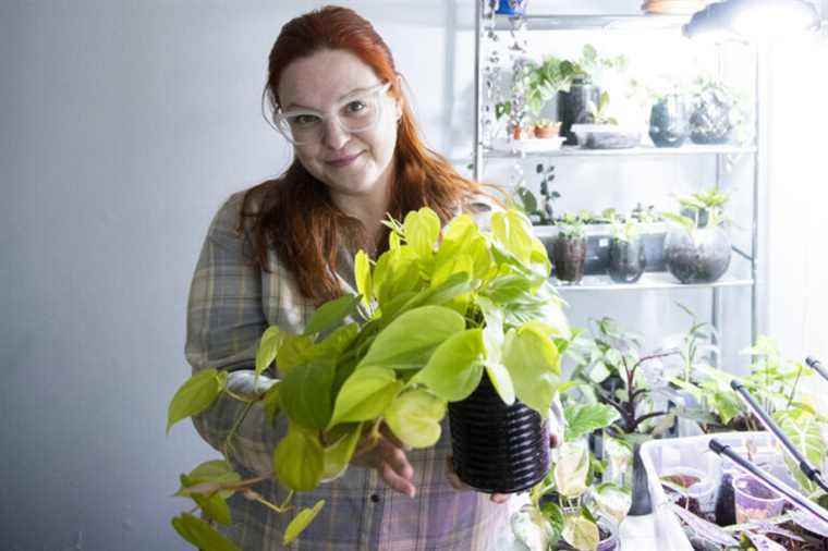 Growing Houseplants in Cedar Mulch