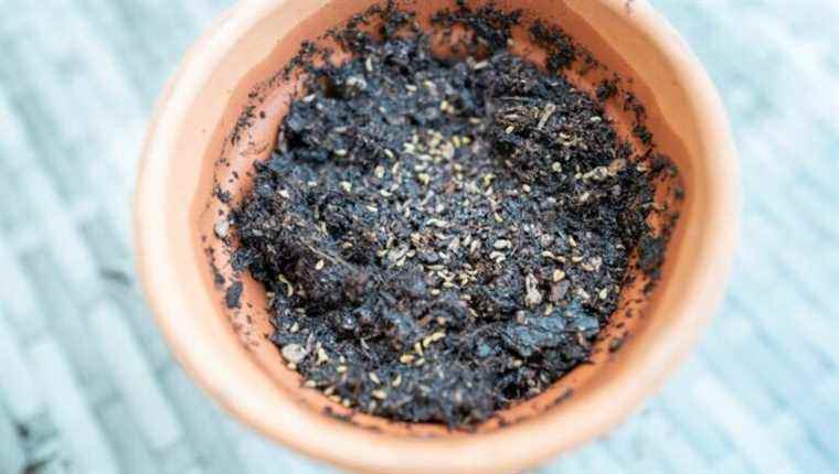 How to germinate seeds