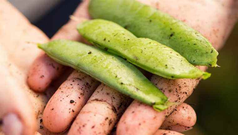 How to plant peas!