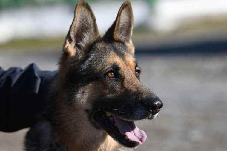 In Albania, the retirement of four-legged police officers