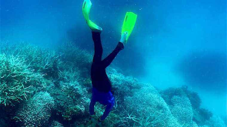 In Australia, measures to save the Great Barrier Reef deemed insufficient by environmental specialists