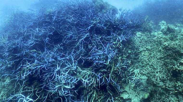 In Australia, the UN at the bedside of the Great Barrier Reef again threatened with bleaching