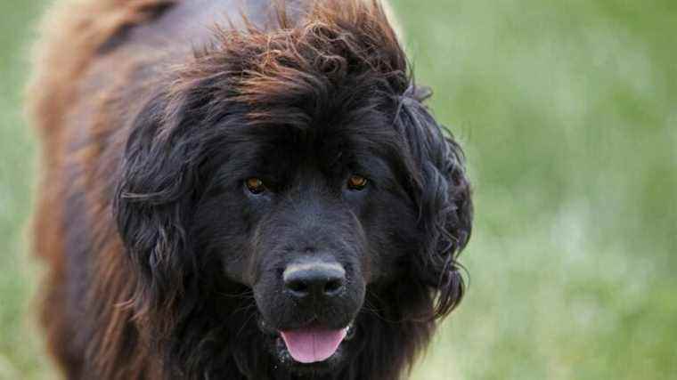 In England, five Newfoundlands receive the award for “the most heroic dogs of the year”