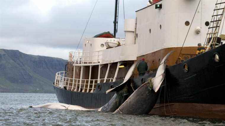 In Iceland, the last whaler on the island returns to whaling after three years at the dock