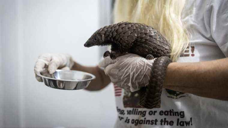 In Liberia, as in other West African countries, the pangolin is the victim of vast global trafficking