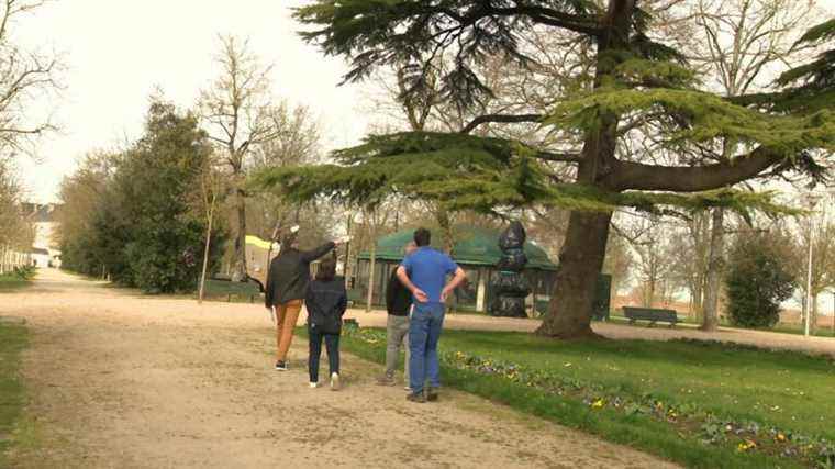 In Rochefort, trees are given a price to better protect them