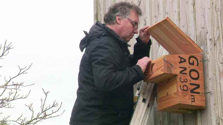 In Seine-Maritime, nesting boxes installed to attract raptors and fight against rodents