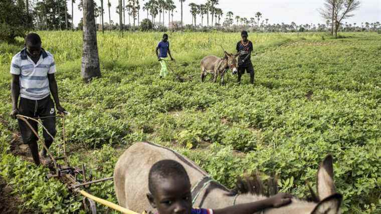 In Senegal, farmers adapt to worrying drop in water tables