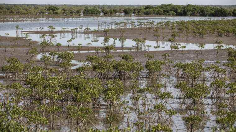 In Senegal, the inhabitants of the south of the country preserve the mangrove, an ecosystem essential to their agriculture