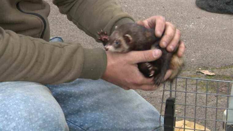 In Vitry-sur-Seine, ferrets are used to hunt rats