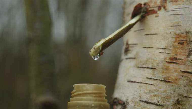 It’s the start of the birch sap harvest